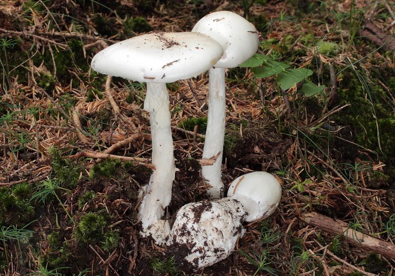 Amanita virosa